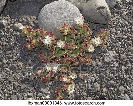 "Common Ice Plant or Crystalline Iceplant (Mesembryanthemum crystallinum), La Gomera, Canary Islands, Spain, Europe, La Gomera, Valle Gran Rey, Canary Islands, Spain, Europe" View Large Photo Image Stock Photography - "Common Ice Plant or Crystalline Iceplant (Mesembryanthemum crystallinum), La Gomera, Canary Islands, Spain, Europe, La Gomera, Valle Gran Rey, Canary Islands, Spain, Europe". Fotosearch