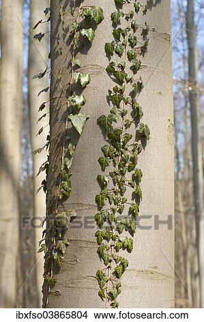 "Common Ivy (Hedera helix), on a Common Beech or European Beech, Hainich National Park, Thuringia, Germany, Europe" View Large Photo Image Picture - "Common Ivy (Hedera helix), on a Common Beech or European Beech, Hainich National Park, Thuringia, Germany, Europe". Fotosearch