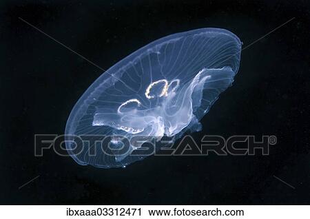 "Common Jellyfish (Aurelia aurita), a genetic mutation, has seven gonads instead of four, Black Sea, Crimea, Ukraine, Europe" View Large Photo Image Stock Image - "Common Jellyfish (Aurelia aurita), a genetic mutation, has seven gonads instead of four, Black Sea, Crimea, Ukraine, Europe". Fotosearch