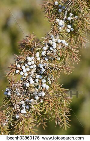 "Common Juniper (Juniperus communis), Emsland, Lower Saxony, Germany, Europe" View Large Photo Image Stock Photograph - "Common Juniper (Juniperus communis), Emsland, Lower Saxony, Germany, Europe". Fotosearch