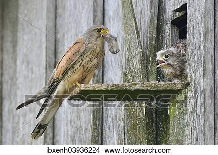 Picture - "Common Kestrel (Falco tinnunculus) passes mouse to young birds, Emsland, Lower Saxony, Germany, Europe". Fotosearch