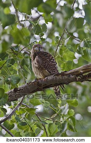"Common Kestrel (Falco tinnunculus), juvenile, Burgenland, Austria, Europe" View Large Photo Image Stock Image - "Common Kestrel (Falco tinnunculus), juvenile, Burgenland, Austria, Europe". Fotosearch