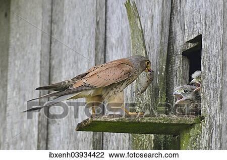 Stock Image - "Common Kestrel (Falco tinnunculus) passes mouse to young birds, Emsland, Lower Saxony, Germany, Europe". Fotosearch