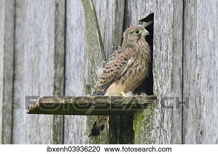 "Common Kestrel (Falco tinnunculus), young bird, Emsland, Lower Saxony, Germany, Europe" View Large Photo Image Stock Image - "Common Kestrel (Falco tinnunculus), young bird, Emsland, Lower Saxony, Germany, Europe". Fotosearch