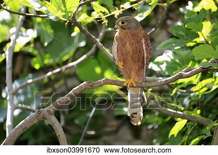 "Common Kestrel (Falco tinnunculus), adult male on tree, Western Cape, South Africa, Africa" View Large Photo Image Stock Image - "Common Kestrel (Falco tinnunculus), adult male on tree, Western Cape, South Africa, Africa". Fotosearch