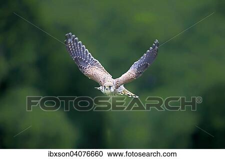 "Common Kestrel (Falco tinnunculus), adult, flying, captive, Eifel, Rhineland-Palatinate, Germany, Europe" View Large Photo Image Stock Image - "Common Kestrel (Falco tinnunculus), adult, flying, captive, Eifel, Rhineland-Palatinate, Germany, Europe". Fotosearch