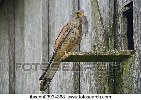 "Common Kestrel (Falco tinnunculus) with captured mouse, Emsland, Lower Saxony, Germany, Europe" View Large Photo Image Stock Photo - "Common Kestrel (Falco tinnunculus) with captured mouse, Emsland, Lower Saxony, Germany, Europe". Fotosearch