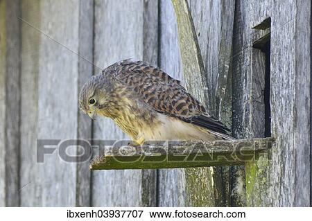 "Common Kestrel (Falco tinnunculus), young bird, Emsland, Lower Saxony, Germany, Europe" View Large Photo Image Stock Photo - "Common Kestrel (Falco tinnunculus), young bird, Emsland, Lower Saxony, Germany, Europe". Fotosearch