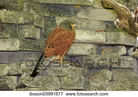 "Common Kestrel (Falco tinnunculus), adult male on wall, Western Cape, South Africa, Africa" View Large Photo Image Stock Photo - "Common Kestrel (Falco tinnunculus), adult male on wall, Western Cape, South Africa, Africa". Fotosearch