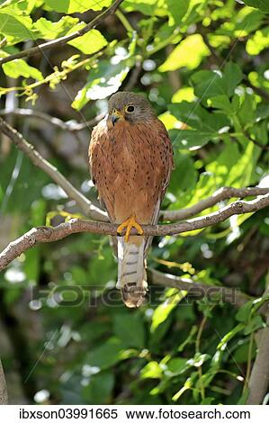 Stock Photography - "Common Kestrel (Falco tinnunculus), adult male on tree, Western Cape, South Africa, Africa". Fotosearch