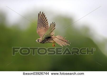 Picture - "Common Kestrel or Eurasian Kestrel (Falco tinnunculus), female, subadult, not fully coloured, in flight, Eifel, Germany, Europe". Fotosearch