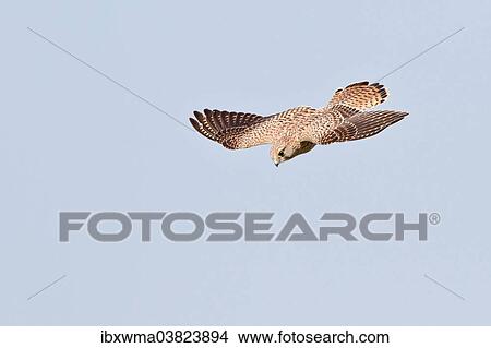 Common Kestrel or Eurasian Kestrel (Falco tinnunculus) in flight View Large Photo Image Picture - Common Kestrel or Eurasian Kestrel (Falco tinnunculus) in flight. Fotosearch