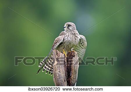 "Common Kestrel or Eurasian Kestrel (Falco tinnunculus), male, subadult, not fully coloured, on perch, Eifel, Germany, Europe" View Large Photo Image Stock Image - "Common Kestrel or Eurasian Kestrel (Falco tinnunculus), male, subadult, not fully coloured, on perch, Eifel, Germany, Europe". Fotosearch