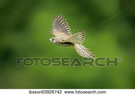 "Common Kestrel or Eurasian Kestrel (Falco tinnunculus), female, subadult, not fully coloured, in flight, Eifel, Germany, Europe" View Large Photo Image Stock Image - "Common Kestrel or Eurasian Kestrel (Falco tinnunculus), female, subadult, not fully coloured, in flight, Eifel, Germany, Europe". Fotosearch