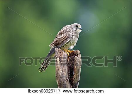 "Common Kestrel or Eurasian Kestrel (Falco tinnunculus), male, subadult, not fully coloured, on perch, Eifel, Germany, Europe" View Large Photo Image Stock Photo - "Common Kestrel or Eurasian Kestrel (Falco tinnunculus), male, subadult, not fully coloured, on perch, Eifel, Germany, Europe". Fotosearch
