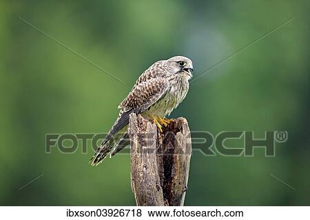 "Common Kestrel or Eurasian Kestrel (Falco tinnunculus), male, subadult, not fully coloured, on perch, Eifel, Germany, Europe" View Large Photo Image Stock Photo - "Common Kestrel or Eurasian Kestrel (Falco tinnunculus), male, subadult, not fully coloured, on perch, Eifel, Germany, Europe". Fotosearch