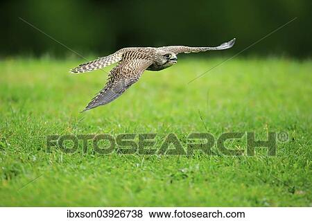 "Common Kestrel or Eurasian Kestrel (Falco tinnunculus), male, subadult, not fully coloured, in flight, Eifel, Germany, Europe" View Large Photo Image Stock Photo - "Common Kestrel or Eurasian Kestrel (Falco tinnunculus), male, subadult, not fully coloured, in flight, Eifel, Germany, Europe". Fotosearch