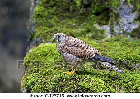 Stock Photography - "Common Kestrel or Eurasian Kestrel (Falco tinnunculus), subadult, not fully coloured, male, perched on a rock, Eifel, Germany, Europe". Fotosearch