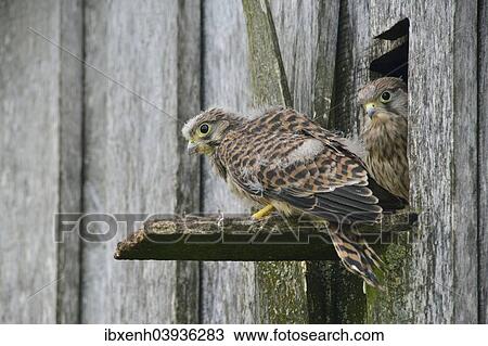 "Common Kestrels (Falco tinnunculus), young birds, Emsland, Lower Saxony, Germany, Europe" View Large Photo Image Stock Image - "Common Kestrels (Falco tinnunculus), young birds, Emsland, Lower Saxony, Germany, Europe". Fotosearch