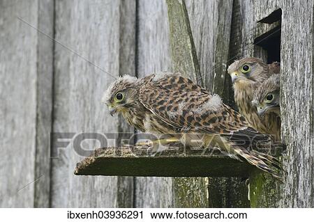 "Common Kestrels (Falco tinnunculus), young birds, Emsland, Lower Saxony, Germany, Europe" View Large Photo Image Stock Image - "Common Kestrels (Falco tinnunculus), young birds, Emsland, Lower Saxony, Germany, Europe". Fotosearch