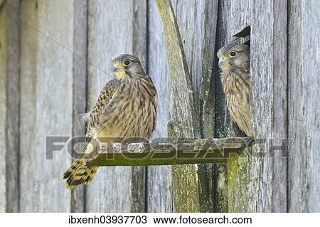 Stock Image - "Common Kestrels (Falco tinnunculus), young birds, Emsland, Lower Saxony, Germany, Europe". Fotosearch