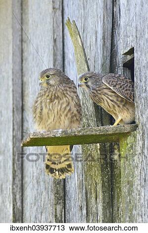 "Common Kestrels (Falco tinnunculus), young birds, Emsland, Lower Saxony, Germany, Europe" View Large Photo Image Stock Image - "Common Kestrels (Falco tinnunculus), young birds, Emsland, Lower Saxony, Germany, Europe". Fotosearch