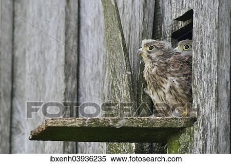 "Common Kestrels (Falco tinnunculus), young birds, Emsland, Lower Saxony, Germany, Europe" View Large Photo Image Stock Photography - "Common Kestrels (Falco tinnunculus), young birds, Emsland, Lower Saxony, Germany, Europe". Fotosearch