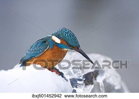 Stock Image - "Common Kingfisher (Alcedo atthis) in winter on a perch, Germany, Europe". Fotosearch