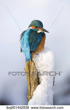 "Common Kingfisher (Alcedo atthis) in winter on a perch, Germany, Europe" View Large Photo Image Stock Photo - "Common Kingfisher (Alcedo atthis) in winter on a perch, Germany, Europe". Fotosearch