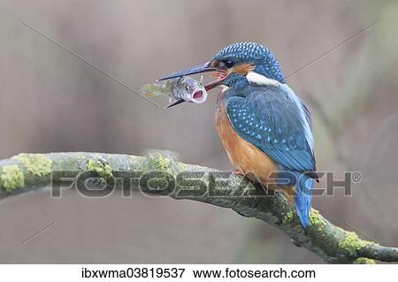 "Common Kingfisher (Alcedo atthis) on a branch with a fish in its beak, North Hesse, Hesse, Germany, Europe" View Large Photo Image Stock Photo - "Common Kingfisher (Alcedo atthis) on a branch with a fish in its beak, North Hesse, Hesse, Germany, Europe". Fotosearch