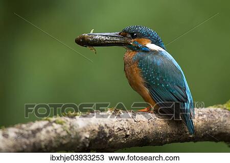 Stock Image - "Common Kingfisher (Alcedo atthis), Eifel, Rhineland-Palatinate, Germany, Europe". Fotosearch