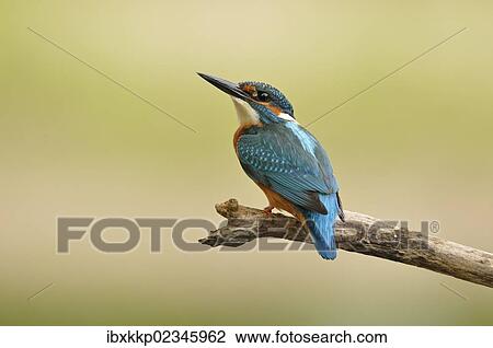 "Common Kingfisher (Alcedo atthis), Middle Elbe Biosphere Reserve near Dessau, Saxony-Anhalt, Germany, Europe" View Large Photo Image Stock Image - "Common Kingfisher (Alcedo atthis), Middle Elbe Biosphere Reserve near Dessau, Saxony-Anhalt, Germany, Europe". Fotosearch