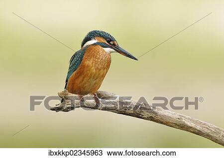 "Common Kingfisher (Alcedo atthis), Middle Elbe Biosphere Reserve near Dessau, Saxony-Anhalt, Germany, Europe" View Large Photo Image Stock Image - "Common Kingfisher (Alcedo atthis), Middle Elbe Biosphere Reserve near Dessau, Saxony-Anhalt, Germany, Europe". Fotosearch