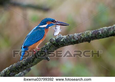 "Common Kingfisher (Alcedo atthis) perched on a branch with a fish in its beak, North Hesse, Hesse, Germany, Europe" View Large Photo Image Stock Image - "Common Kingfisher (Alcedo atthis) perched on a branch with a fish in its beak, North Hesse, Hesse, Germany, Europe". Fotosearch