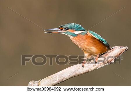"Common Kingfisher (Alcedo atthis), young female, perched on a branch, threatening gesture, North Hesse, Hesse, Germany, Europe" View Large Photo Image Stock Image - "Common Kingfisher (Alcedo atthis), young female, perched on a branch, threatening gesture, North Hesse, Hesse, Germany, Europe". Fotosearch
