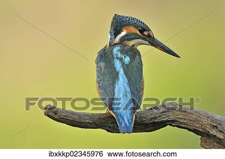 "Common Kingfisher (Alcedo atthis), Middle Elbe Biosphere Reserve near Dessau, Saxony-Anhalt, Germany, Europe" View Large Photo Image Stock Photograph - "Common Kingfisher (Alcedo atthis), Middle Elbe Biosphere Reserve near Dessau, Saxony-Anhalt, Germany, Europe". Fotosearch
