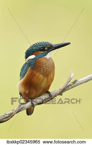 "Common Kingfisher (Alcedo atthis), Middle Elbe Biosphere Reserve near Dessau, Saxony-Anhalt, Germany, Europe" View Large Photo Image Stock Photography - "Common Kingfisher (Alcedo atthis), Middle Elbe Biosphere Reserve near Dessau, Saxony-Anhalt, Germany, Europe". Fotosearch