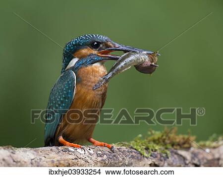 "Common Kingfisher (Alcedo atthis) with a captured fish, Eifel, Rhineland-Palatinate, Germany, Europe" View Large Photo Image Picture - "Common Kingfisher (Alcedo atthis) with a captured fish, Eifel, Rhineland-Palatinate, Germany, Europe". Fotosearch