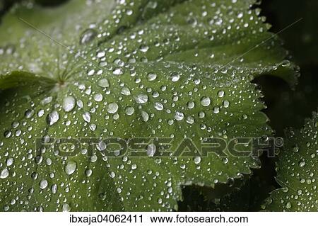 "Common Lady's Mantle (Alchemilla vulgaris), water drops on a leaf, Germany, Europe" View Large Photo Image Stock Image - "Common Lady's Mantle (Alchemilla vulgaris), water drops on a leaf, Germany, Europe". Fotosearch