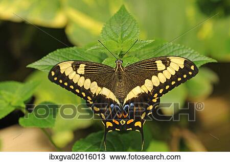 "Common Lime Butterfly or Citrus Swallowtail (Papilio demoleus), tropical butterfly, Australia, Oceania" View Large Photo Image Stock Image - "Common Lime Butterfly or Citrus Swallowtail (Papilio demoleus), tropical butterfly, Australia, Oceania". Fotosearch