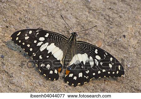 "Common Lime Butterfly (Papilio demoleus), captive, Emsland, Lower Saxony, Germany, Europe" View Large Photo Image Stock Photo - "Common Lime Butterfly (Papilio demoleus), captive, Emsland, Lower Saxony, Germany, Europe". Fotosearch