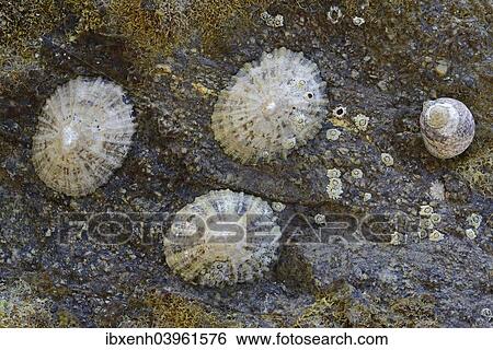 Stock Photograph - "Common Limpets (Patella vulgata), Department Cotes-d'Armor, Brittany, France, Europe". Fotosearch