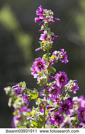Stock Image - "Common Mallow (Malva sylvestris), Majorca, Balearic Islands, Spain, Europe". Fotosearch