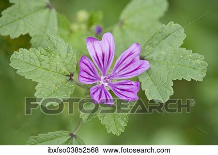 Stock Photo - "Common Mallow (Malva sylvestris), flower and leaves, Thuringia, Germany, Europe". Fotosearch