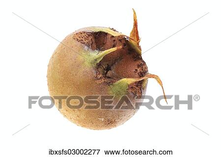 "Common Medlar (Mespilus germanica), fruit" View Large Photo Image Stock Photo - "Common Medlar (Mespilus germanica), fruit". Fotosearch
