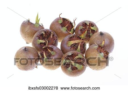 "Common Medlar (Mespilus germanica), fruits" View Large Photo Image Stock Photo - "Common Medlar (Mespilus germanica), fruits". Fotosearch