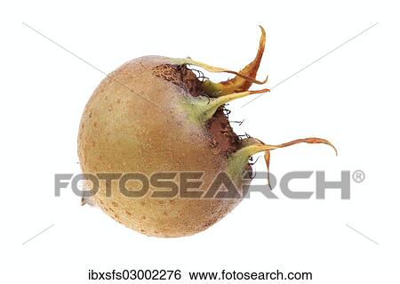 "Common Medlar (Mespilus germanica), fruit" View Large Photo Image Stock Photograph - "Common Medlar (Mespilus germanica), fruit". Fotosearch