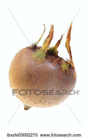 "Common Medlar (Mespilus germanica), fruit" View Large Photo Image Stock Photography - "Common Medlar (Mespilus germanica), fruit". Fotosearch