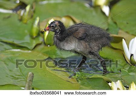 "Common Moorhen (Gallinula chloropus), young bird running over the leaves of a Water Lily (Nymphaea alba), Saxony, Germany, Europe" View Large Photo Image Stock Image - "Common Moorhen (Gallinula chloropus), young bird running over the leaves of a Water Lily (Nymphaea alba), Saxony, Germany, Europe". Fotosearch