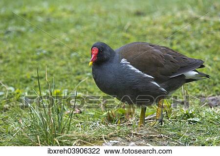 "Common Moorhen (Gallinula chloropus), captive, animal enclosure, Bavarian Forest National Park, Bavaria, Germany, Europe" View Large Photo Image Stock Image - "Common Moorhen (Gallinula chloropus), captive, animal enclosure, Bavarian Forest National Park, Bavaria, Germany, Europe". Fotosearch